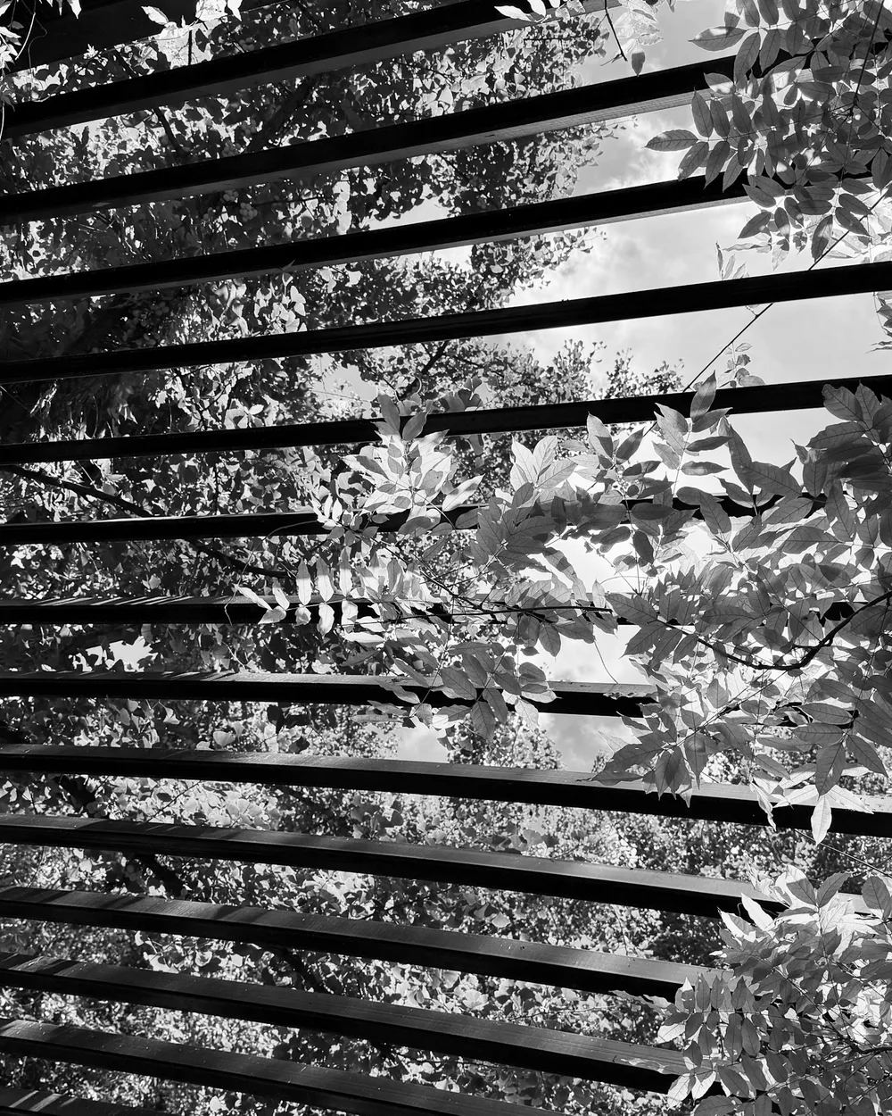 Pergola w ogrodzie, światło przechodzące przez lamele